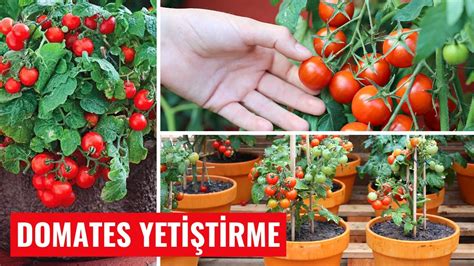 kışın evde domates nasıl yetiştirilir